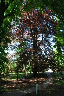 Fagus sylvatica 'Atropurpurea' - buk lesní 'Atropurpurea' (červenolistý buk lesní) - památný strom